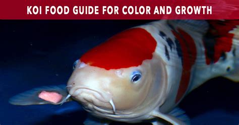 Koi Food Guide: Maximize Color and Growth .